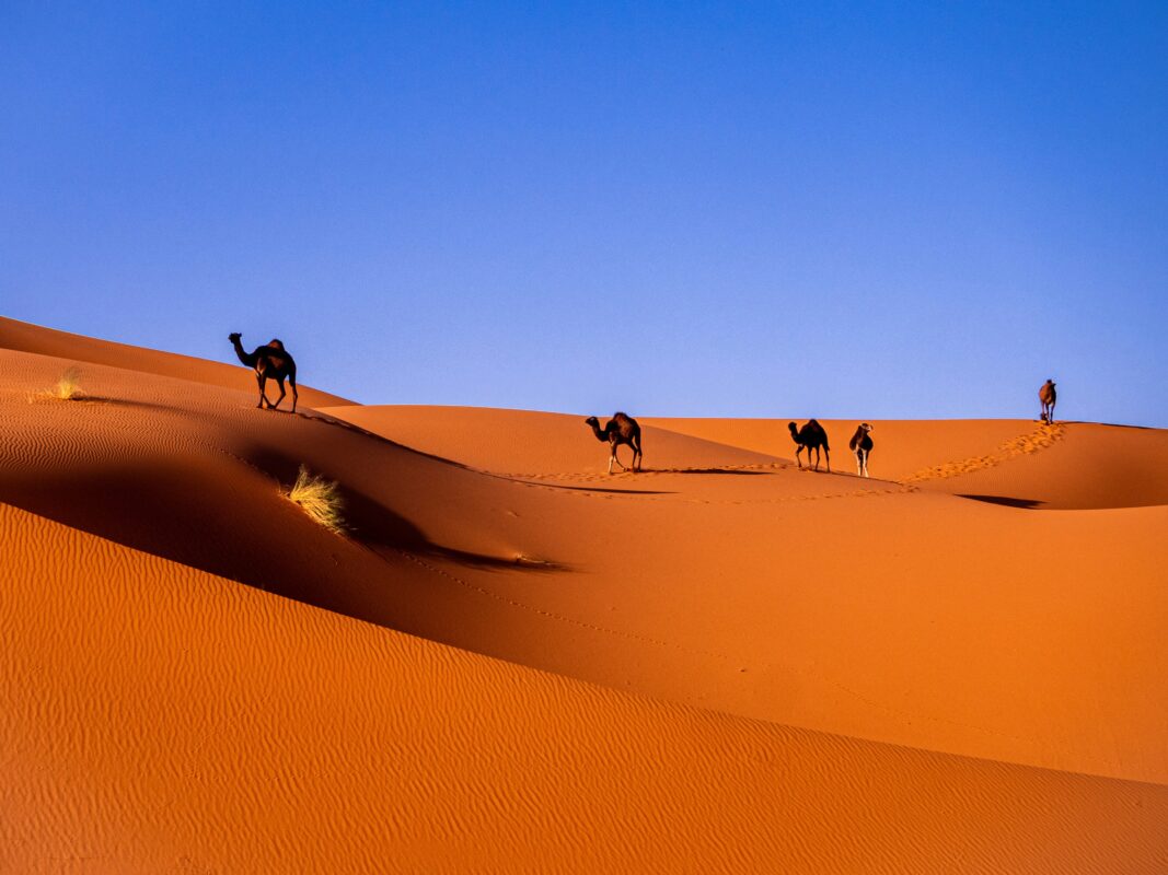 Morocco Sahara Desert dunes at sunset near Merzouga